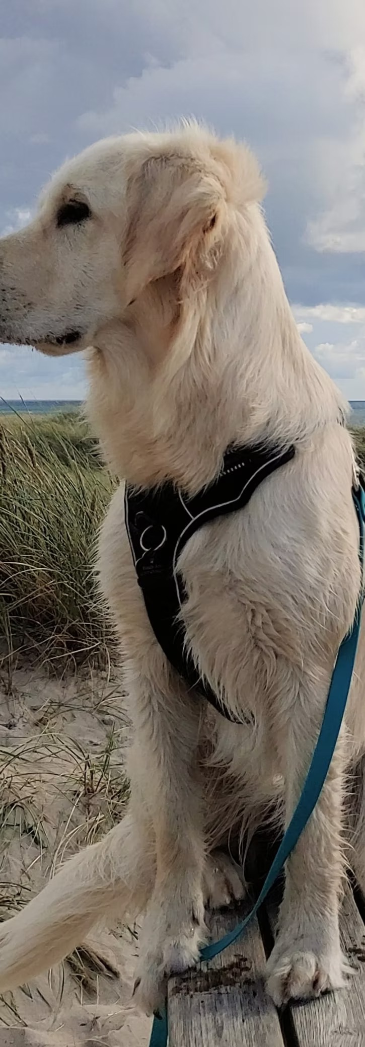 imageye___-_imgi_61_bd0da7_06c0d357a6e74956ba5425ffdaa9d450~mv2